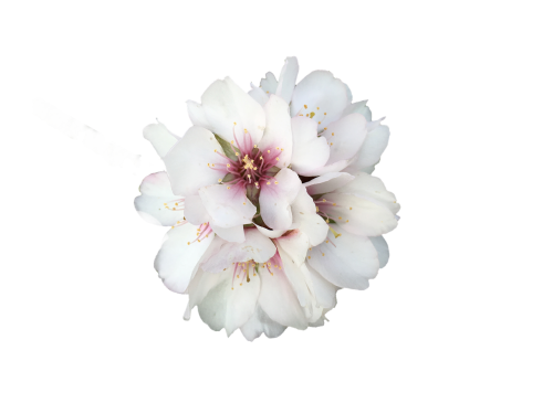 flower white white flowers