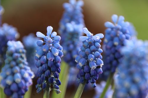 flower garden spring