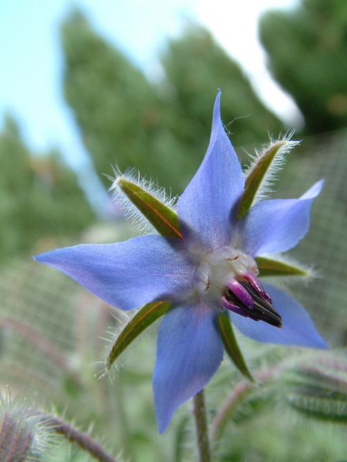 flower blue borage