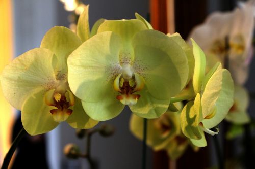 flower phalaenopsis yellow flowers