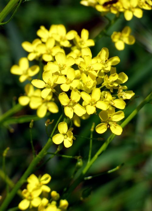 flower yellow rapeseed