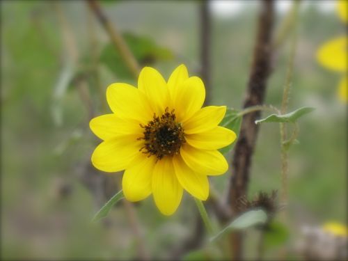 flower nature floral