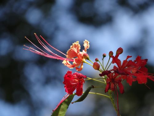 flower flamboyant tree tree