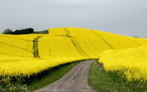 flower blütenmeer rapeseed