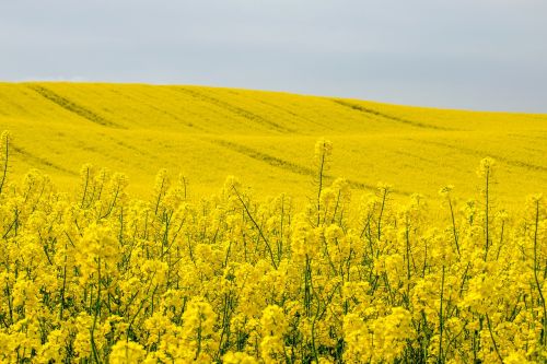 flower blütenmeer rapeseed