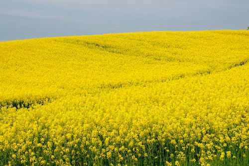 flower blütenmeer rapeseed