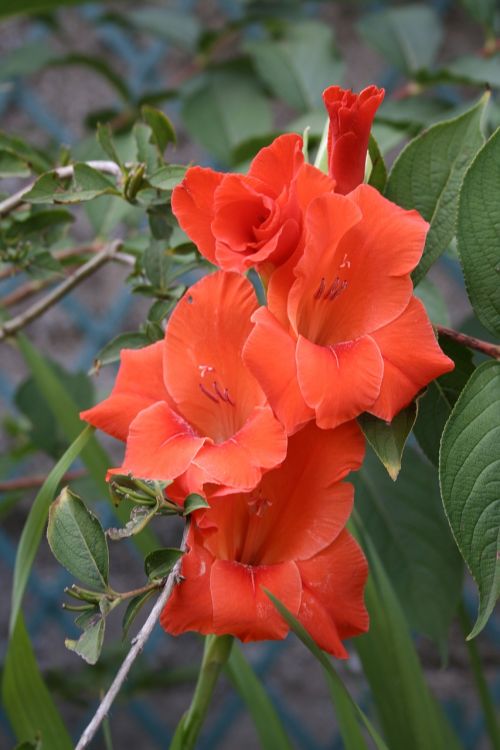 flower red lily