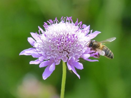 flower bee libar
