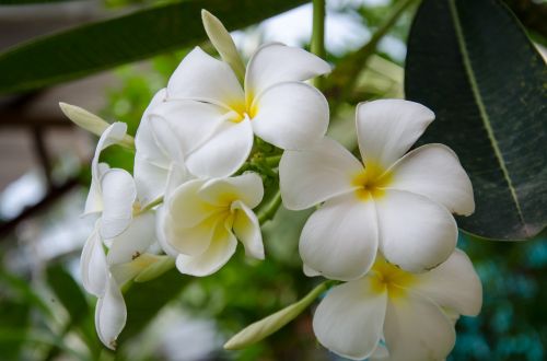 flower white white flowers