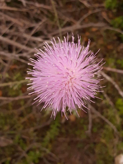 flower pink thistleweed