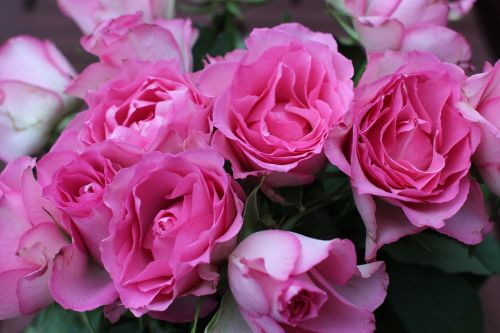 flower rose pink