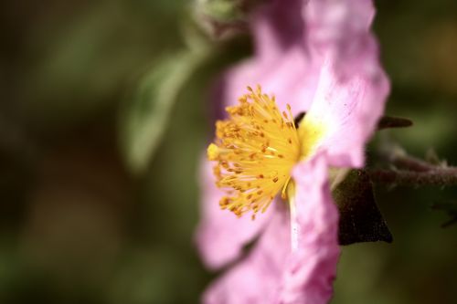 flower pink flower picture