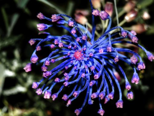 flower blue pink