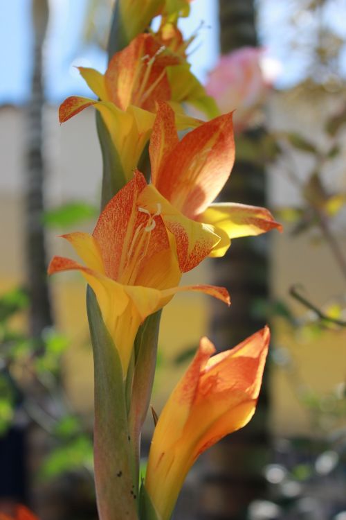 flower orchid garden