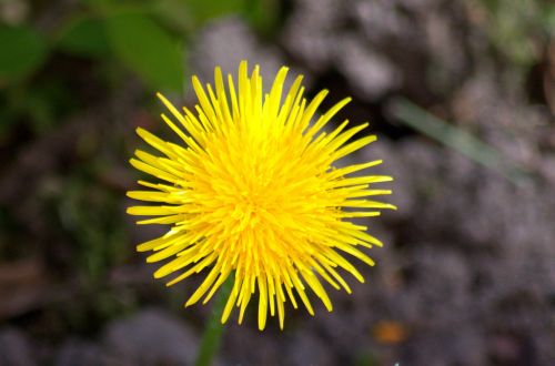 flower plant weed