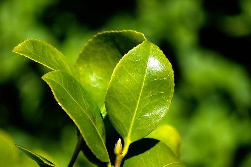 flower plant foliage