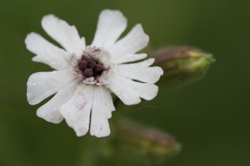 flower flower garden white flower