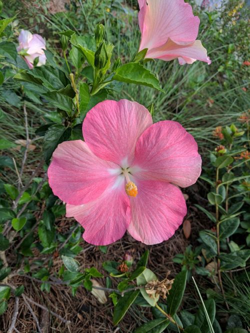 flower hibiscus pink