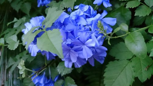 flower green blue