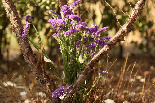 flower purple plant