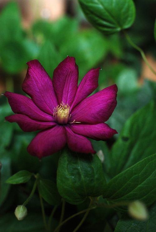 flower clematis garden