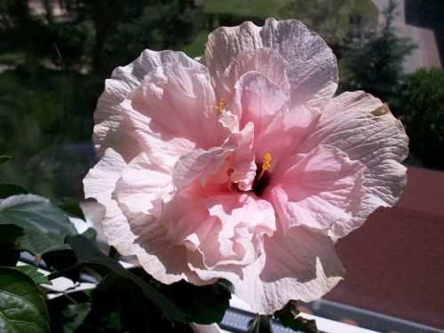 flower hibiscus pink flower