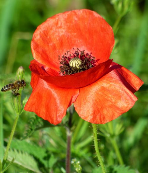 flower poppy nature