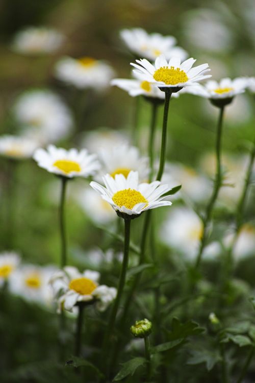 flower daisy plant