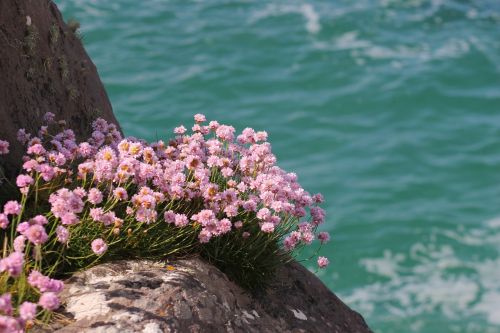 flower ocean rock