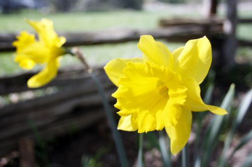 flower daffodil yellow