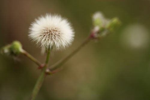 flower feather spring