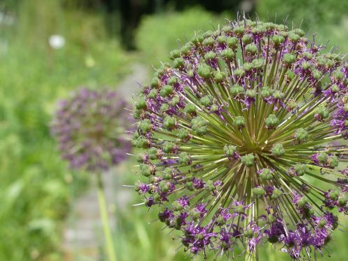 flower violet green