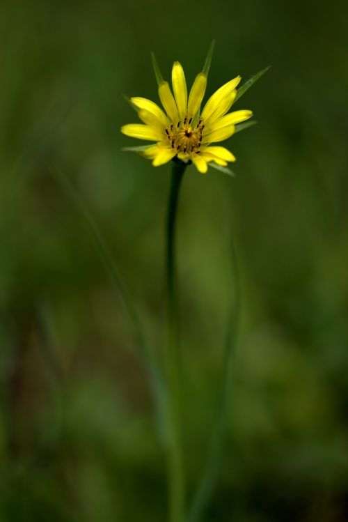 flower yellow wild plant