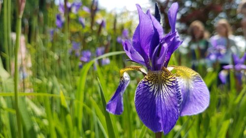 flower iris meadow