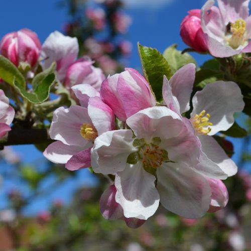 flower apple blossom spring