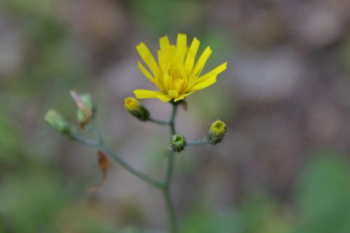 flower yellow single