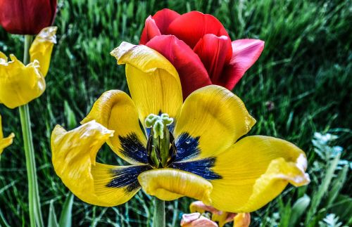 flower tulip hdr