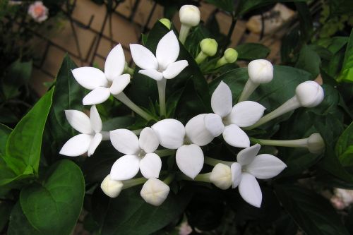 flower perfumed white
