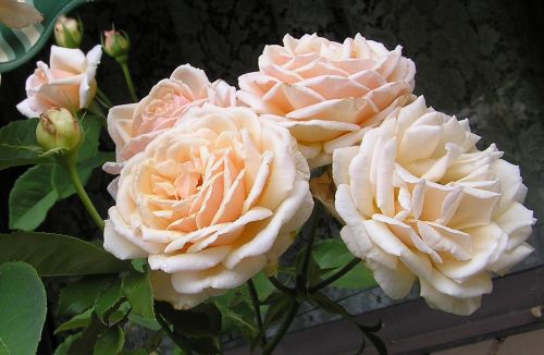 flower rose apricot