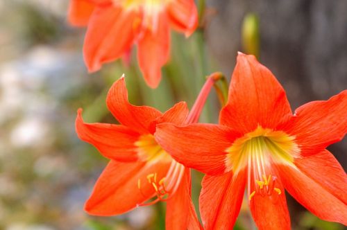 flower orange plant