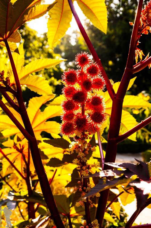 flower nature spring