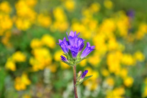 flower nature spring