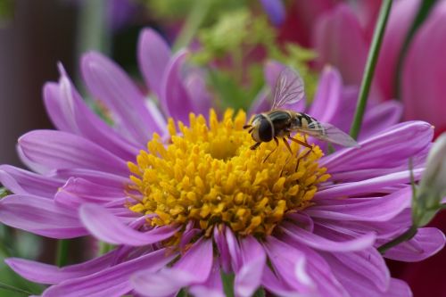 flower bee summer