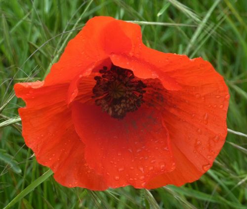 flower poppy flora