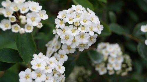 flower hawthorn white