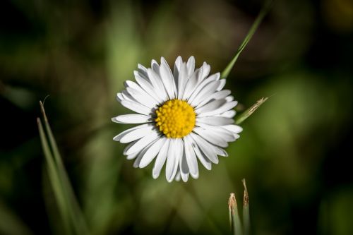 flower petals nature