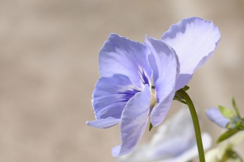 flower nature petal