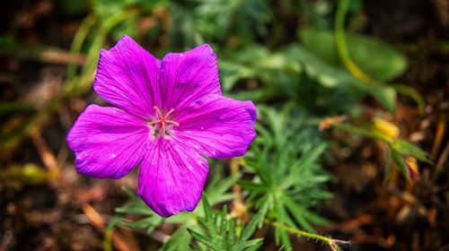 flower garden nature