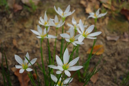 flower autumn white