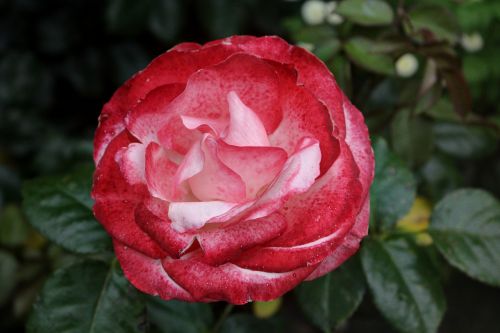 flower rose blossom